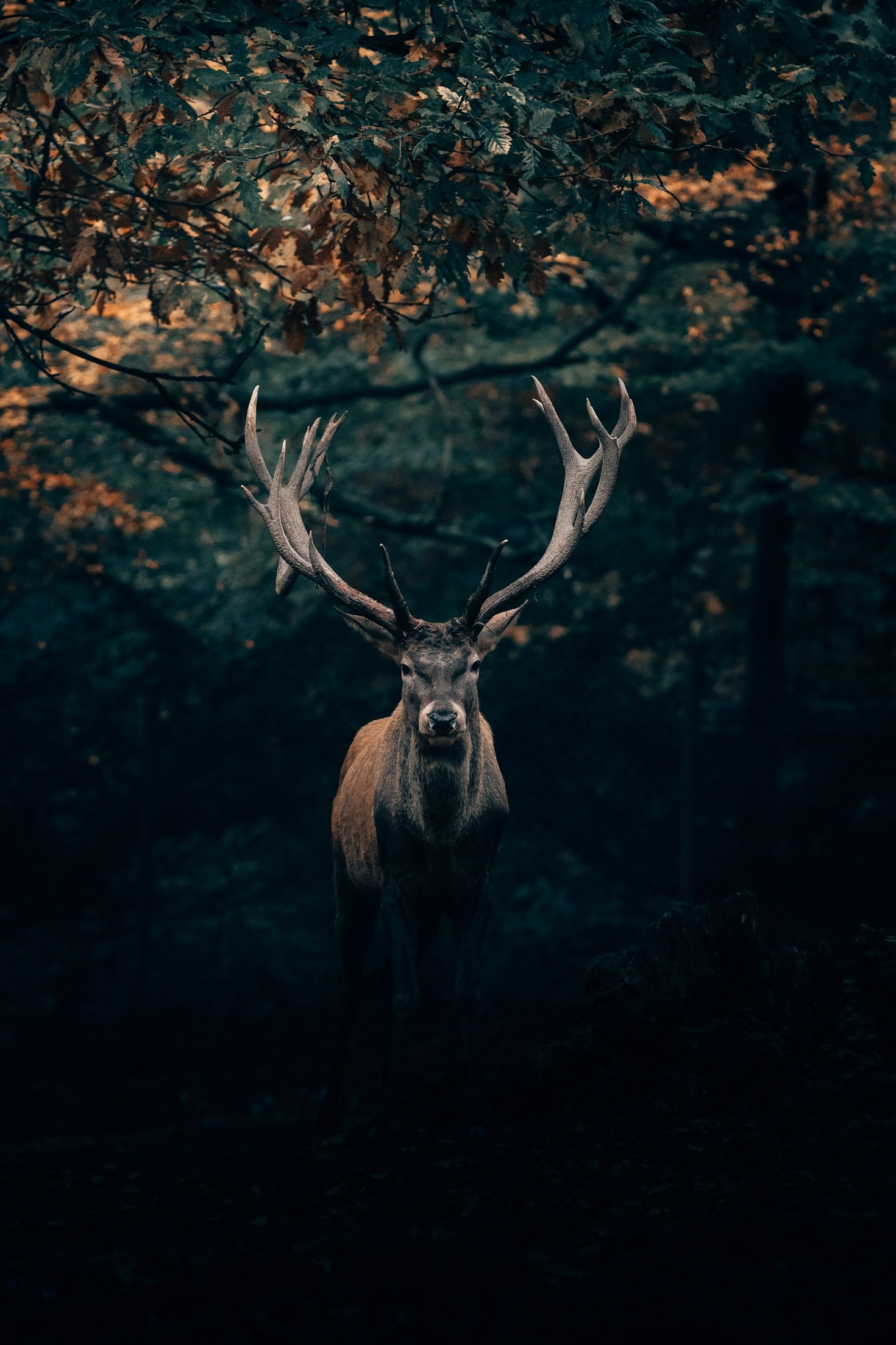 Hvordan jagt kan fremme biodiversitet